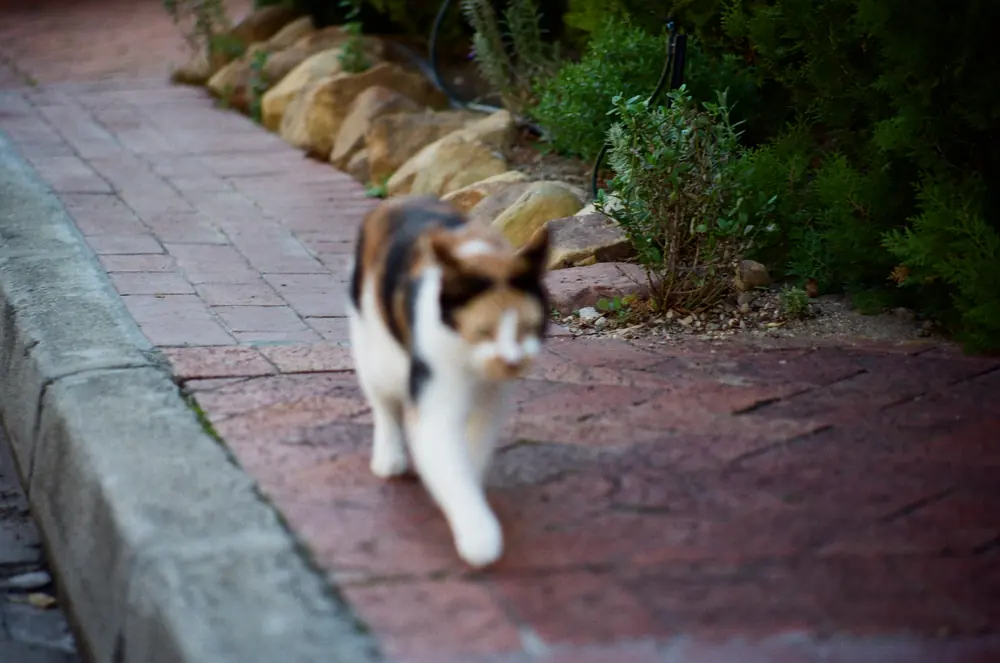 A cat walking down a garden path